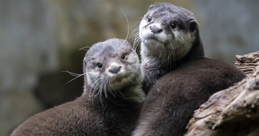 Запаведнік стварыў сайт знаёмстваў для самотнай выдры