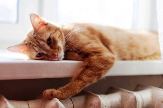 depositphotos_325298436_stock_photo_cute_red_cat_basking_on.jpg depositphotos_325298436_stock_photo_cute_red_cat_basking_on.jpg