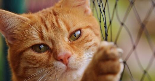 Ва Украіне прапануюць забараніць разводзіць і прадаваць сабак і катоў