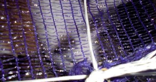 ФСБ не пусціла ў Расію тры сотні хамякоў-нелегалаў з Беларусі