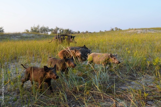 Дзікі на выспе Джарылгач. Фота: Залізний порт Дзікі на выспе Джарылгач. Фота: Залізний порт