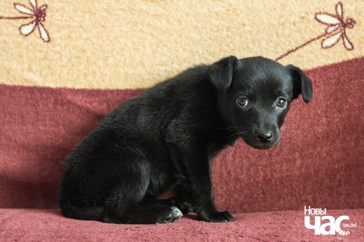 euxnsucn_hk_logo.jpg euxnsucn_hk_logo.jpg