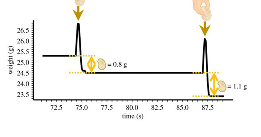 Назіральнікі прымусілі людзей есці часта і маленькімі порцыямі
