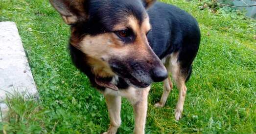 Мірандо пагражае адлоў ці адстрэл. Дайце яму шанец! (Ура! У Мірандо ёсць дом)