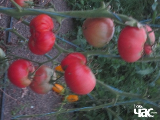 6/9 fermery_017_logo.jpg