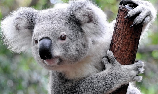 field_image_koala0.jpg field_image_koala0.jpg