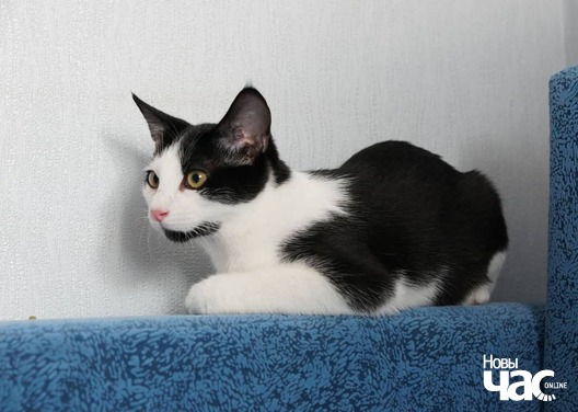 finik1_logo.jpg finik1_logo.jpg