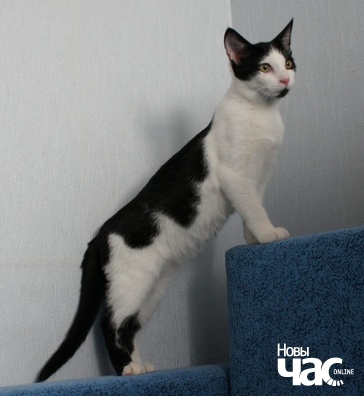 finik2_logo.jpg finik2_logo.jpg