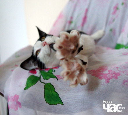 finik__11__logo.jpg finik__11__logo.jpg