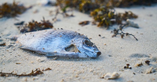 Галоўны забойца еўрапейцаў