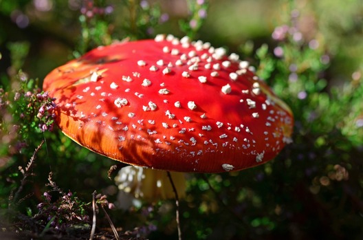 fly_agaric_975261_1280.jpg fly_agaric_975261_1280.jpg
