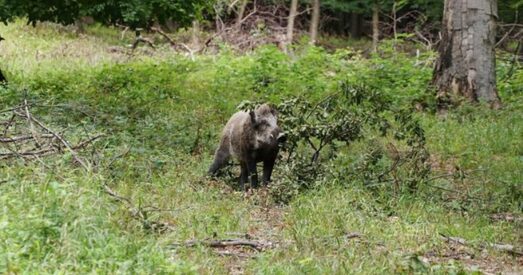У шведскіх дзікоў павышаецца ўзровень радыяцыі. Прычына — Чарнобыль