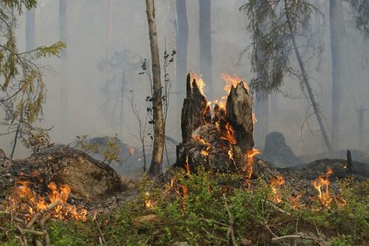 forest_fire_660x440.jpg forest_fire_660x440.jpg