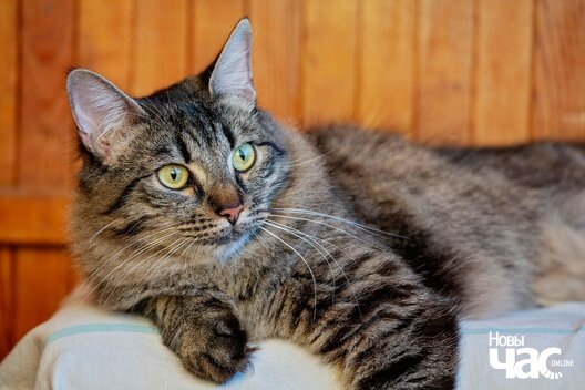 fota_dzmitryj_dzmitryeu_novy_czas3_logo.jpg fota_dzmitryj_dzmitryeu_novy_czas3_logo.jpg