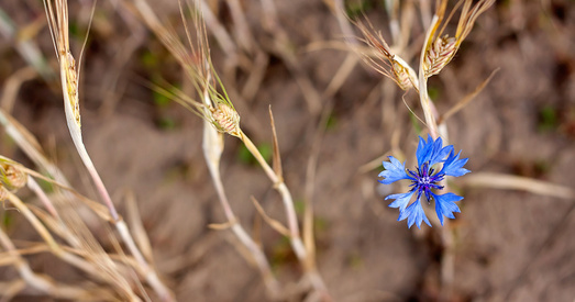 «Беларусь дачакаецца сваёй вясны і свайго дня перамогі над злом»