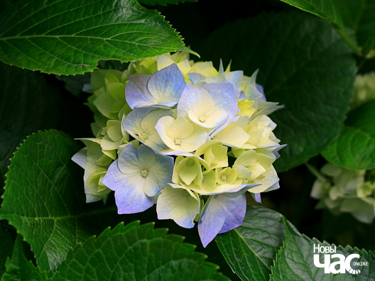 Текстовая подпись к изображению Текстовая подпись к изображению