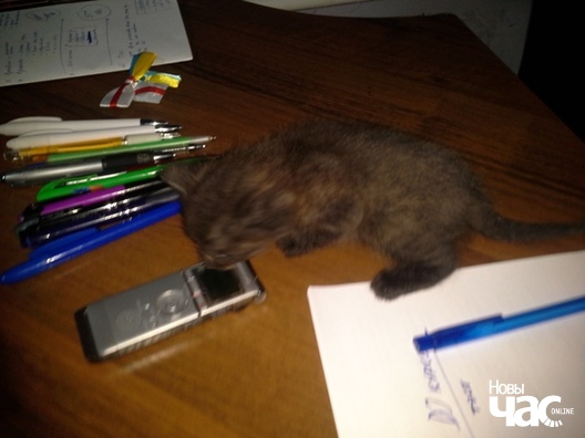 Дашкевіч падклаў Севярынцу... ката! Дашкевіч падклаў Севярынцу... ката!