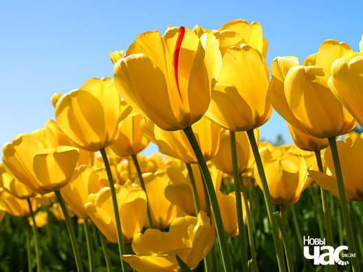 Текстовая подпись к изображению Текстовая подпись к изображению