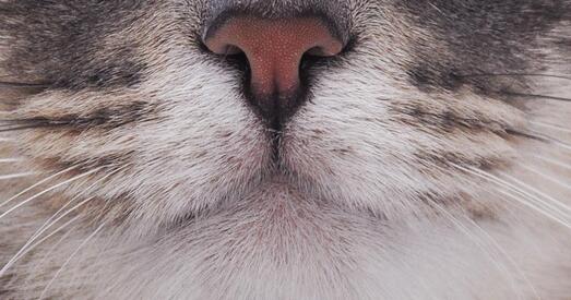 За абгарэлы нос ката Гайдукевіча людзям далі амаль 240 гадоў калоніі