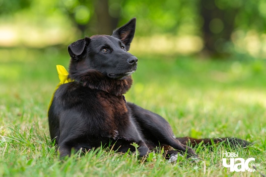 3/3 g6ouxnmdeko_logo.jpg