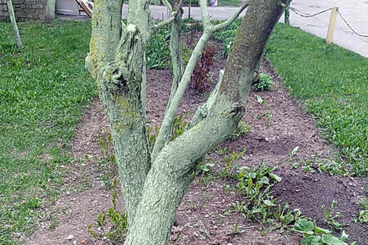 green_trees_vitebsk_02.jpg green_trees_vitebsk_02.jpg