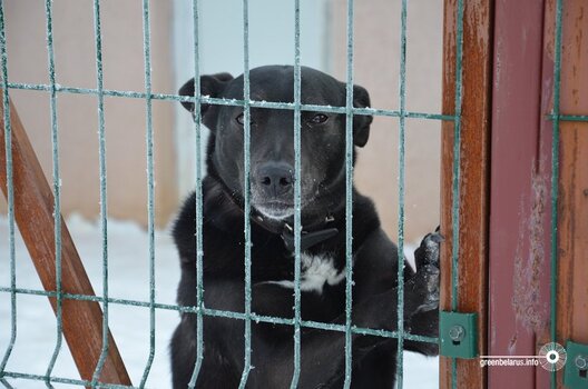 greenbelarus.info__files_field_ima_0a1375c7001ed8ddaa07adad41b3b508.jpeg greenbelarus.info__files_field_ima_0a1375c7001ed8ddaa07adad41b3b508.jpeg