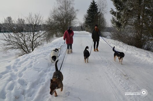 greenbelarus.info__files_field_ima_4f041c32a55735fc2a42191fe04bf34f.jpeg greenbelarus.info__files_field_ima_4f041c32a55735fc2a42191fe04bf34f.jpeg