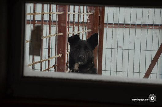 greenbelarus.info__files_field_ima_51d993527e46d5d7e5479c3225439f55.jpeg greenbelarus.info__files_field_ima_51d993527e46d5d7e5479c3225439f55.jpeg