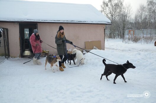 greenbelarus.info__files_field_ima_69430eb1fe18bd5b812691b6cc616f44.jpeg greenbelarus.info__files_field_ima_69430eb1fe18bd5b812691b6cc616f44.jpeg