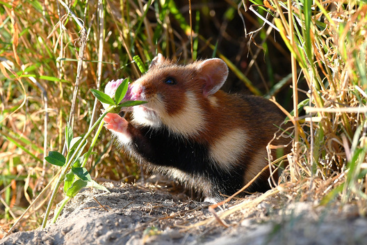 hamjak1____shutterstock.jpg hamjak1____shutterstock.jpg