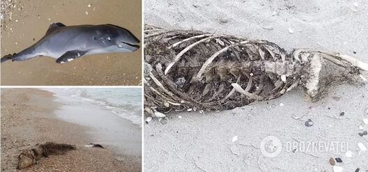 hinuc_delfiny.jpg hinuc_delfiny.jpg