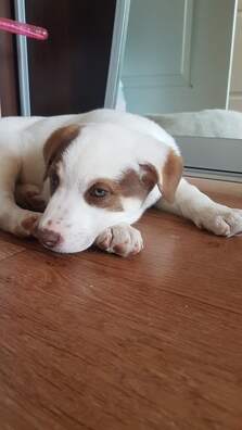 hk_sxi_4m48_logo.jpg hk_sxi_4m48_logo.jpg