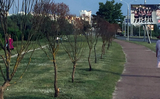 homel_dreava.jpg homel_dreava.jpg