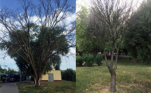 homel_dreava_2.jpg homel_dreava_2.jpg