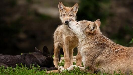 hunter_wolf.jpg hunter_wolf.jpg