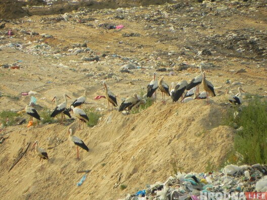 image00010.jpg image00010.jpg