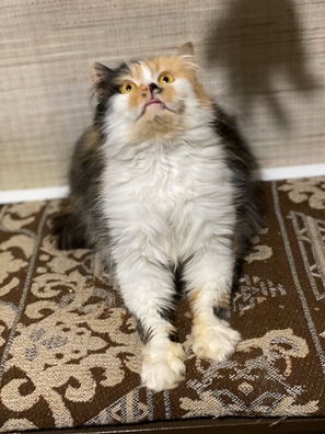 image_18_03_20_09_39_1_2_logo.jpeg image_18_03_20_09_39_1_2_logo.jpeg