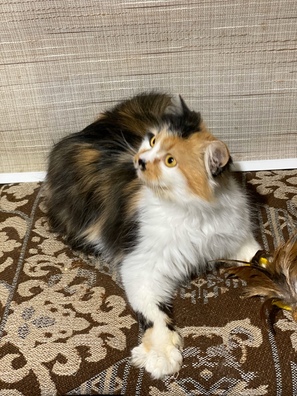 2/4 image_18_03_20_09_39_2_logo.jpeg