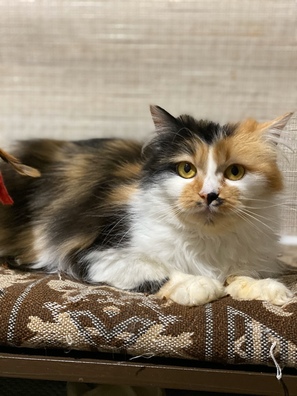 4/4 image_18_03_20_09_39_5_logo.jpeg