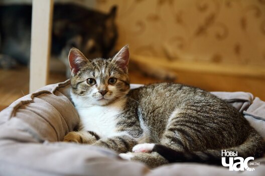 1/7 img_0044_logo.jpg