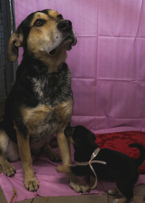 З бацькам Бадзі З бацькам Бадзі