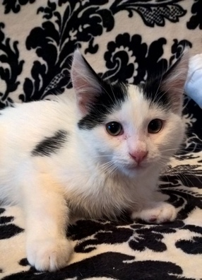 3/5 img_24a40b3393be253507c5ecb307a56076_v_logo.jpg