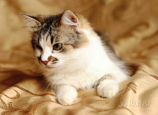 1/6 img_3cb19058b90682d8ace84801c0deb159_v.jpg