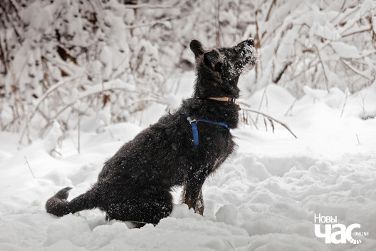 12/14 img_4034_logo.jpg