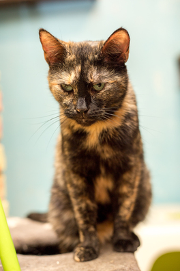 9/11 img_4409_logo.jpg