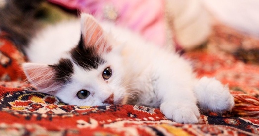 Маленькае ласкавае шчасце. Цэлых два! (Шчасліўчыкі знойдзены. Кацяняты дома!)