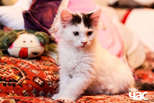 2/5 img_c4edd1259defb9be3fbc993275ddcc79_v_logo.jpg