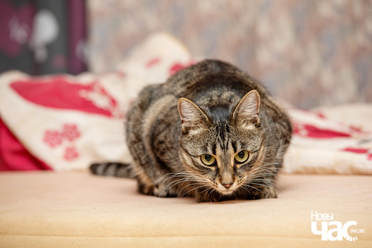 imgl1435_logo.jpg imgl1435_logo.jpg