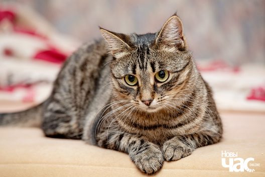 imgl1436_logo.jpg imgl1436_logo.jpg