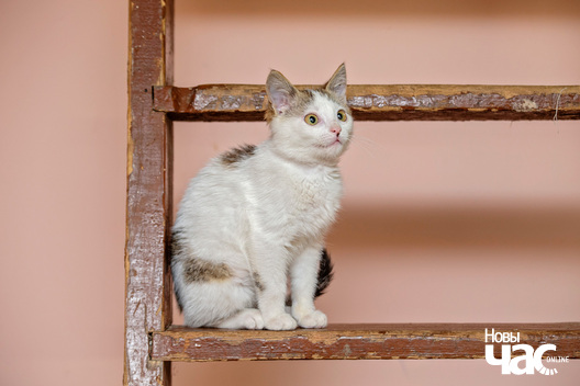 1/5 imgl2691_logo.jpg